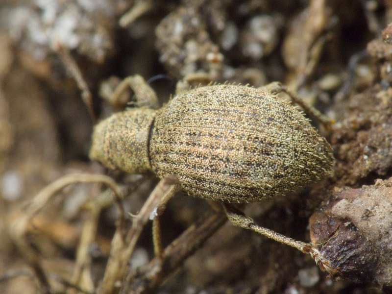 Sciaphilus asperatus (Bonsdorff, 1785)